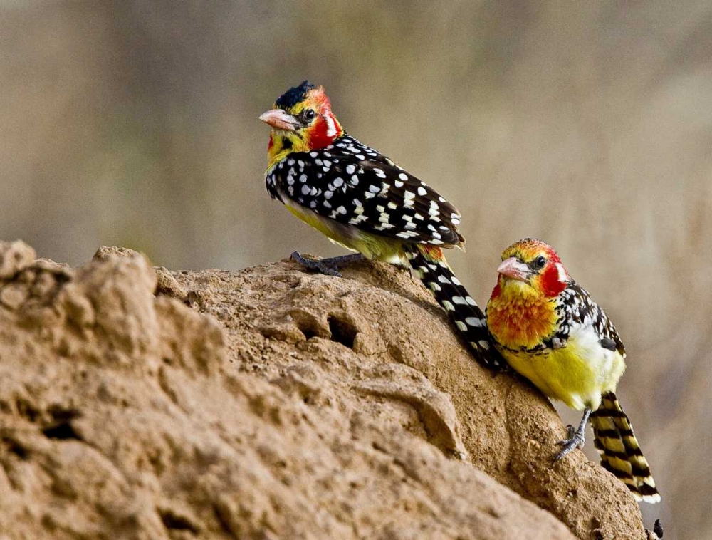 Kenya Red-and-yellow barbet birds on dirt
